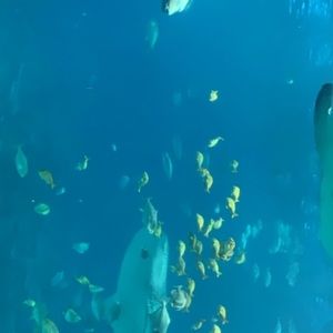 Meet your Posher, Brooklyn